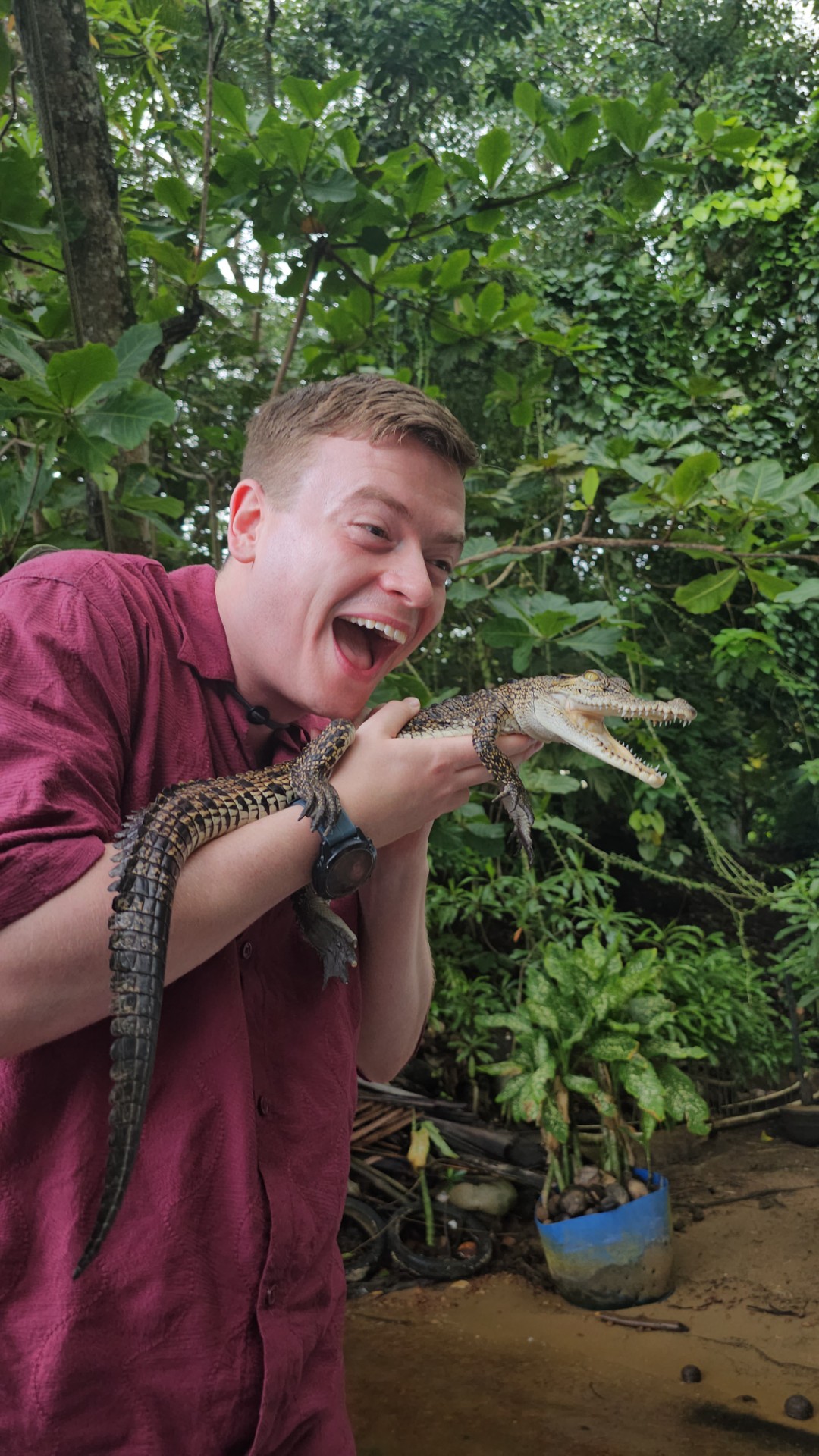 Petting Croc babies